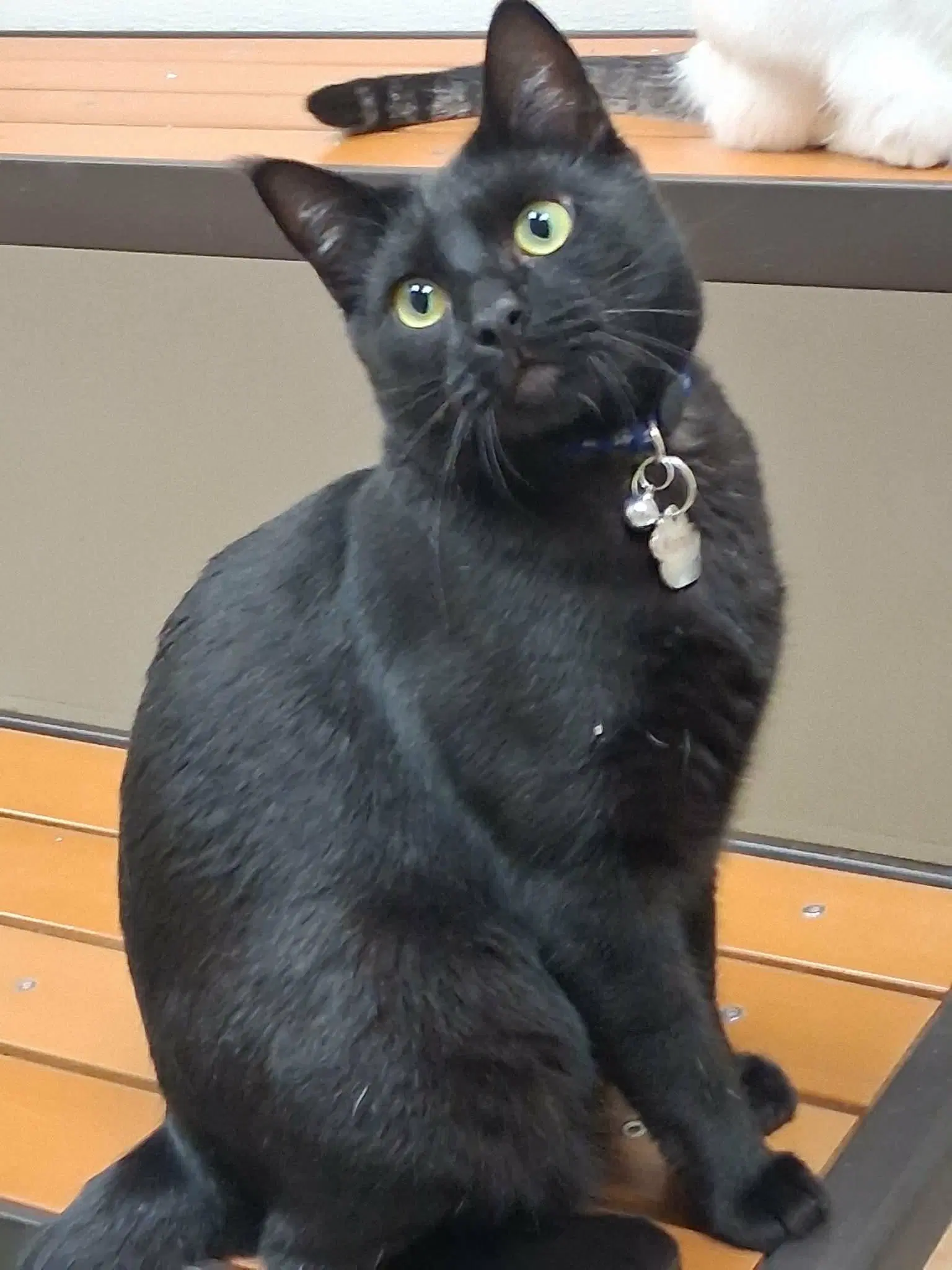 Kanye - Domestic Short Hair