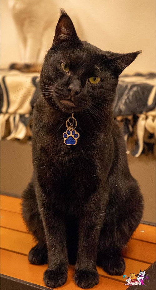 Kanye, Domestic Short Hair