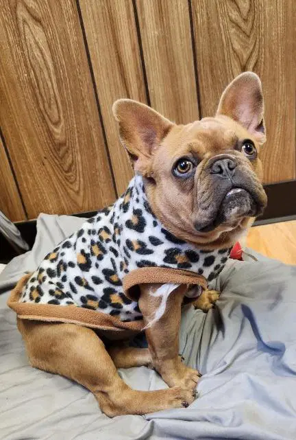 Crme Brle - French Bulldog