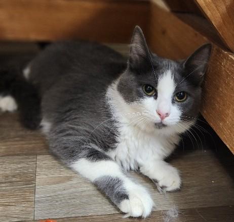 Kitten  Annie