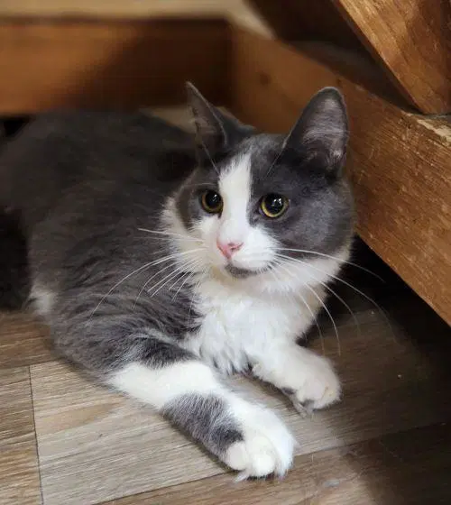 Kitten  Annie image 2