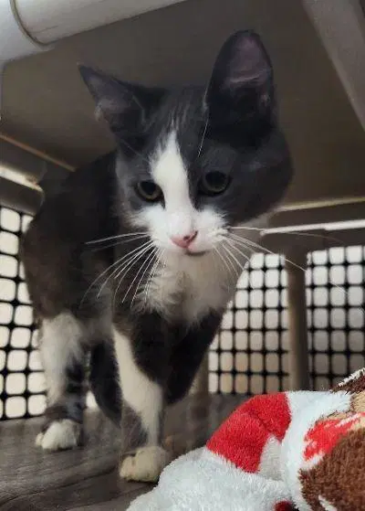 Kitten  Annie image 3