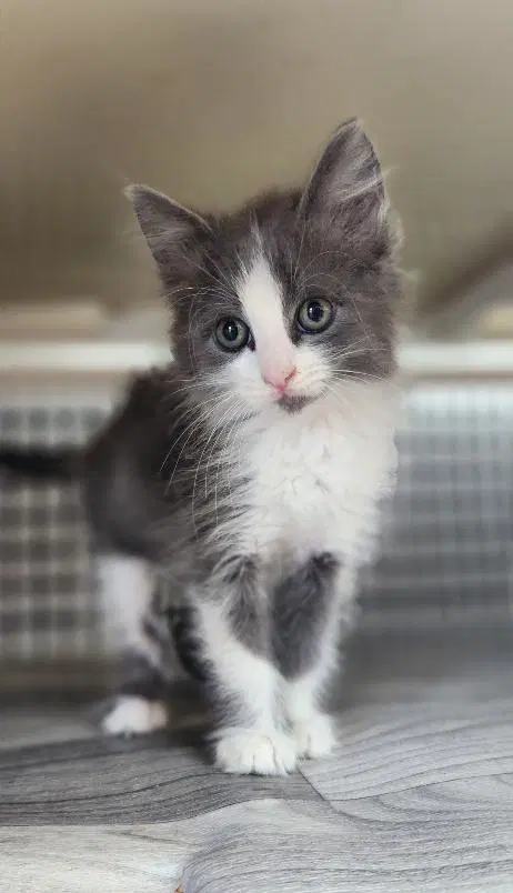 Kitten  Annie image 4