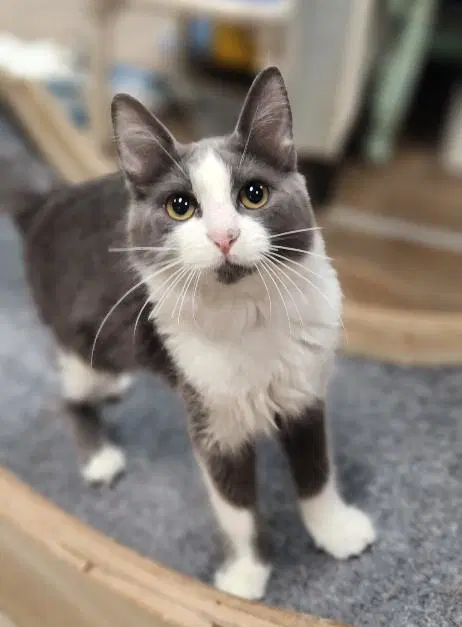 Kitten  Annie - Domestic Medium Hair