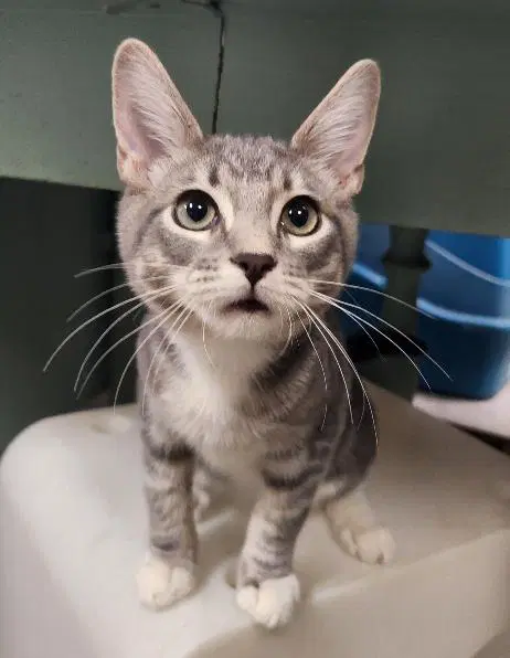 Kitten  Baby Bubba - Tabby