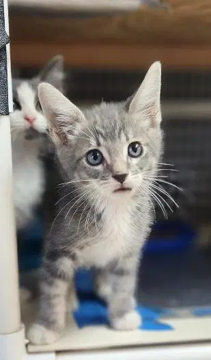Kitten  Baby Bubba image 3