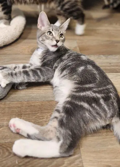 Kitten  Baby Bubba - Tabby