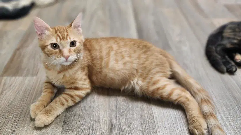 Kitten  Woody - Tabby