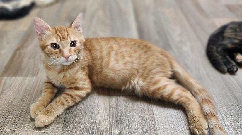 Kitten  Woody