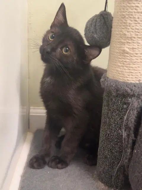 Oibs - Domestic Short Hair