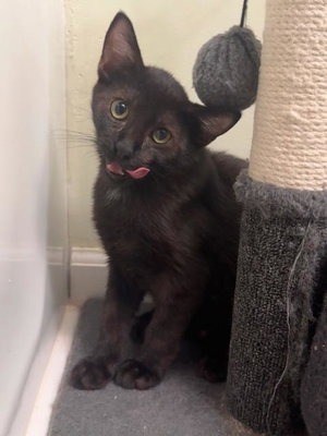 Cat 28163, photo 2