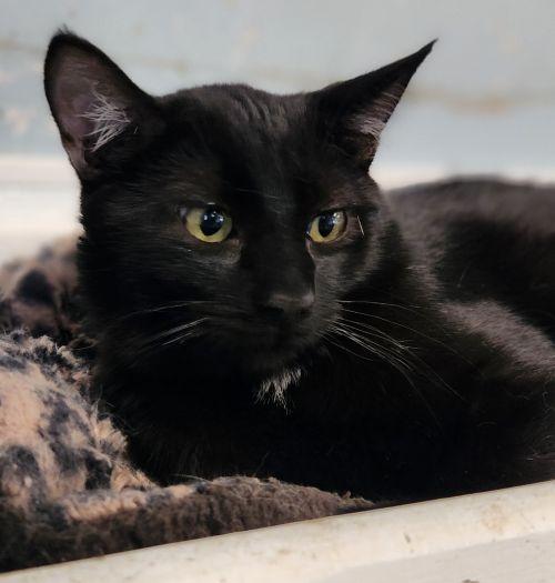 Cat 28163 (Oibs), Domestic Short Hair