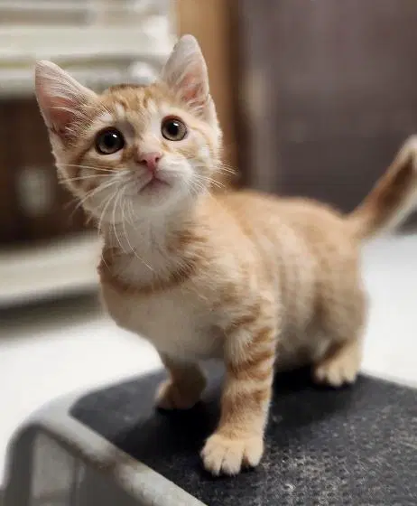 Kitten  Mclovin image 2