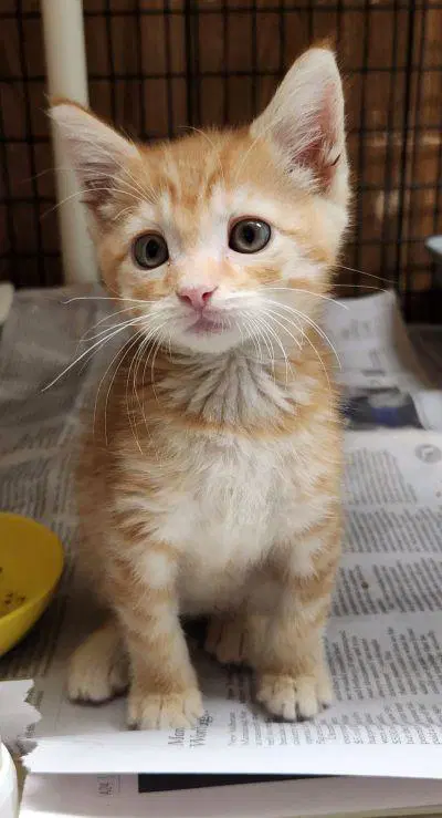 Kitten  Mclovin image 3