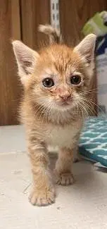 Kitten  Mclovin image 4