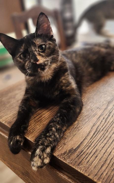 Kitten  Charlotte