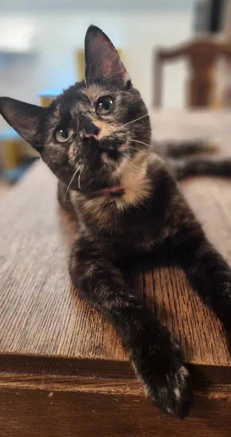 Kitten  Charlotte image 2