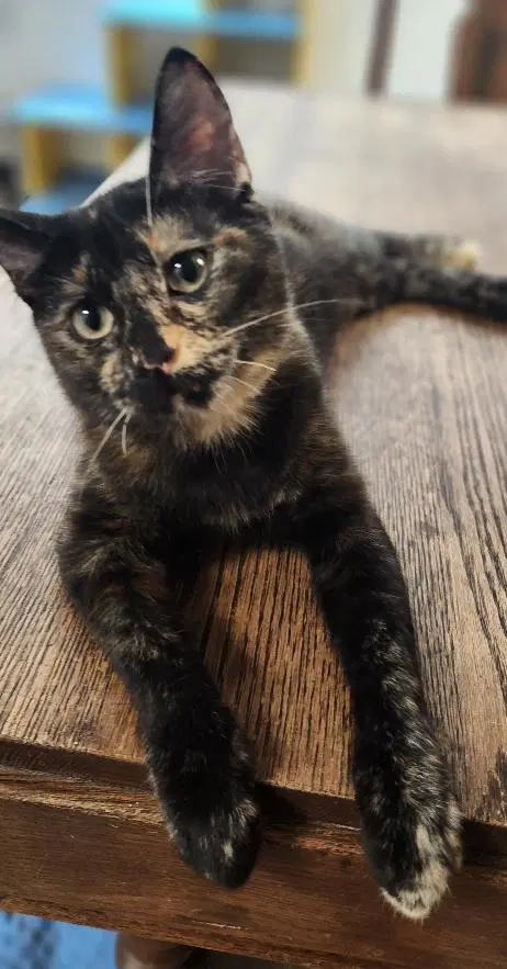 Kitten  Charlotte image 3