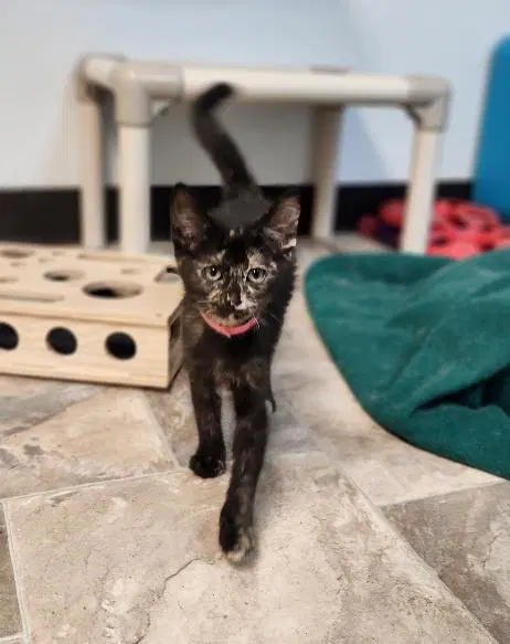Kitten  Charlotte image 4
