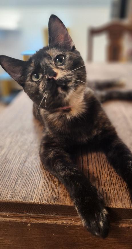 Photo 3 of Kitten 27769 (Charlotte)