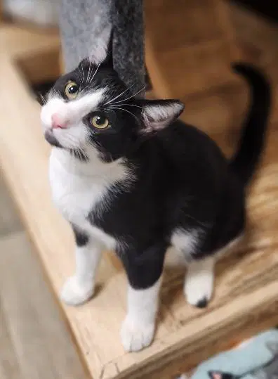 Kitten  Croissant - Domestic Short Hair