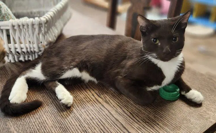 Kitten  Reeses - Tuxedo