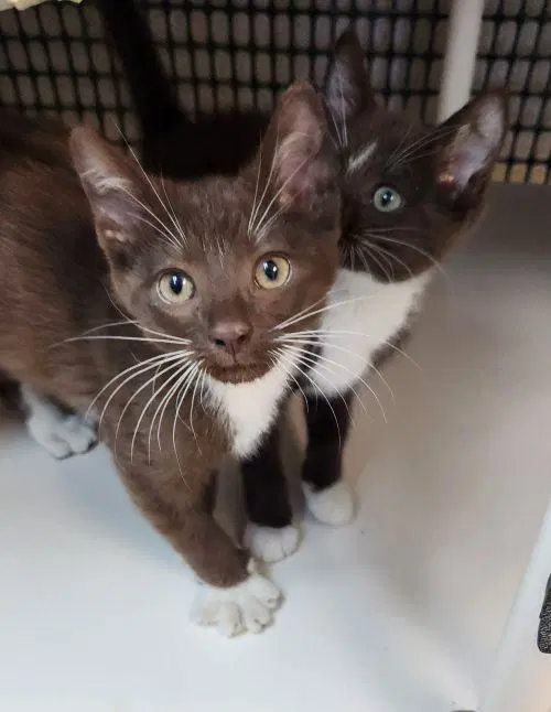 Kitten  Reeses image 4
