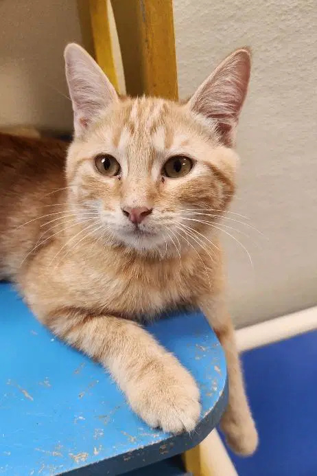 Kitten  Fitz - Tabby