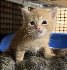 Kitten  Fitz image 3