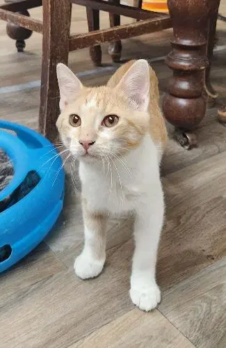Kitten  Butterscotch - Tabby