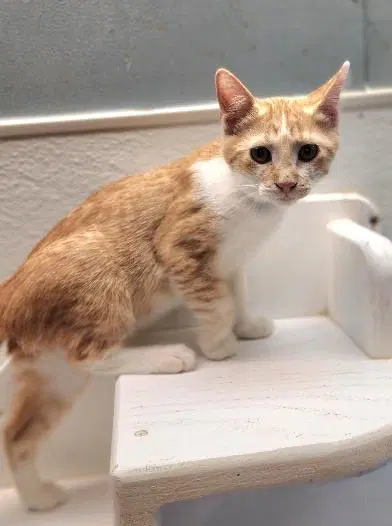 Kitten  Butterscotch image 2