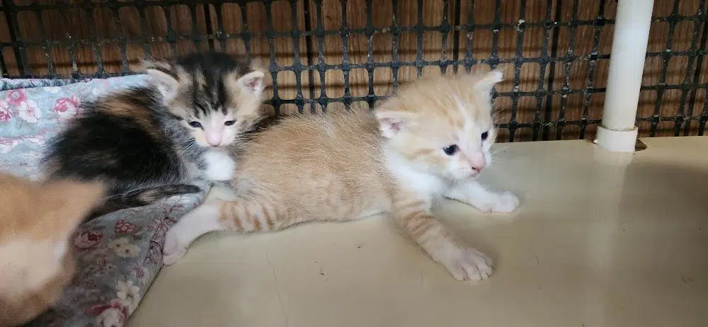 Kitten  Butterscotch image 4