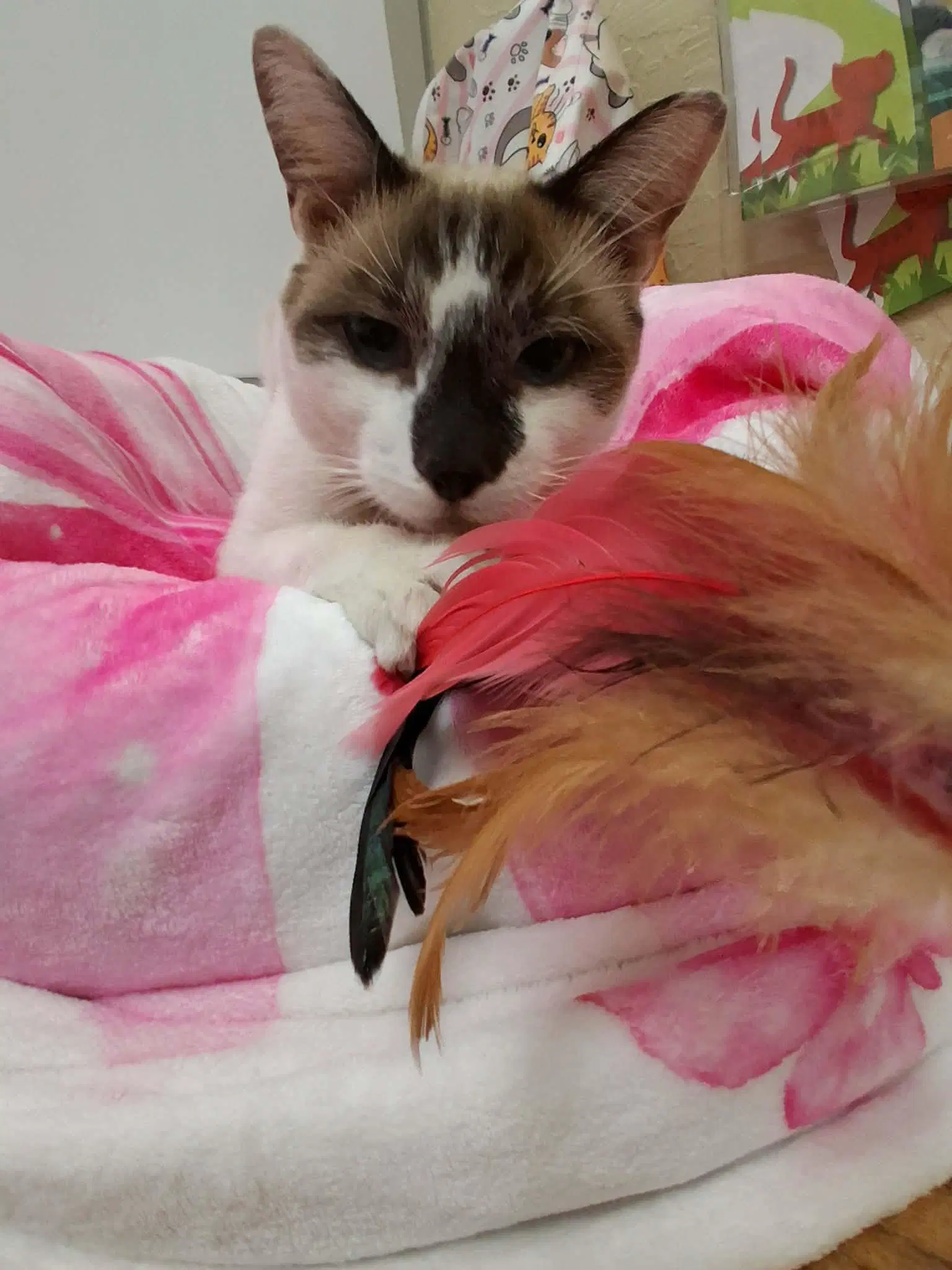 Flint - Siamese