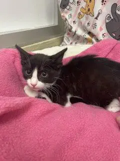 Zorro - Tuxedo