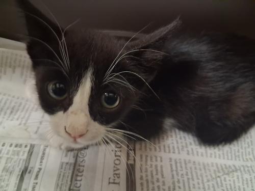 Photo 2 of Zorro