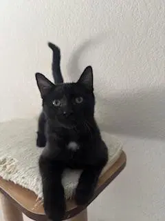 Banjo - Domestic Short Hair