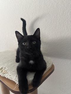 Banjo, a cat for adoption from The Cat House on the Kings