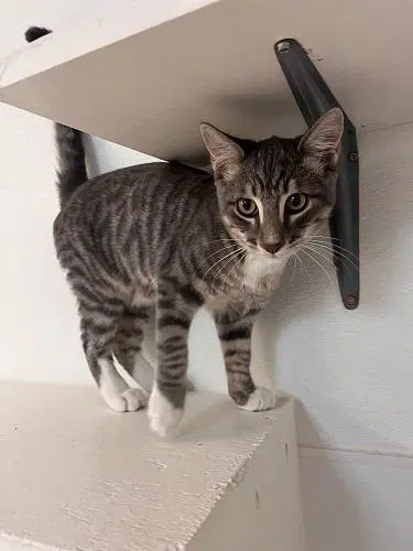 Kitten  Sven - Tabby