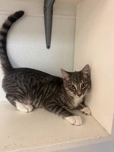 Kitten  Sven image 2