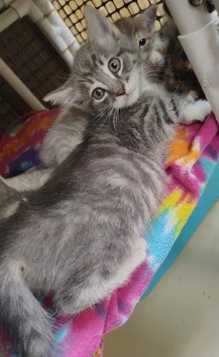 Kitten  Sven image 3