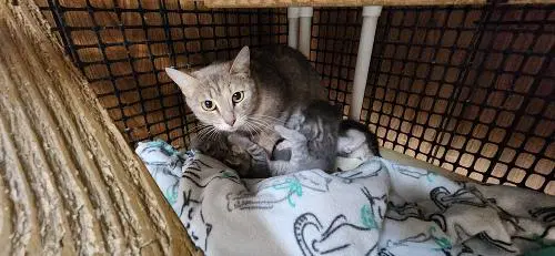 Kitten  Sven image 4