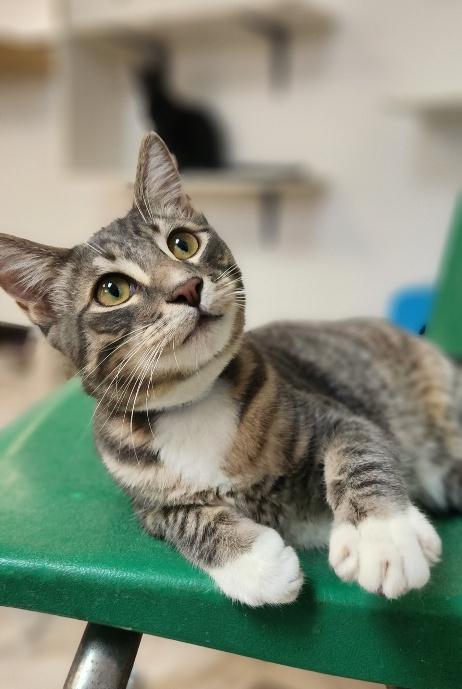 Cat 27879 (Sven), a cat for adoption from The Cat House on the Kings