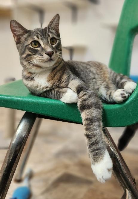 Cat 27879 (Sven), photo 2