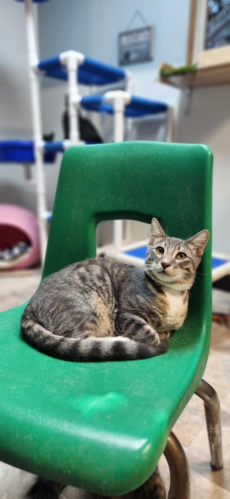 Photo 3 of Cat 27879 (Sven)