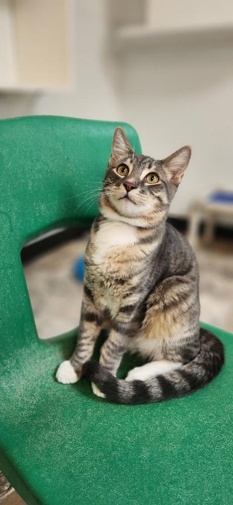 Photo 4 of Cat 27879 (Sven)