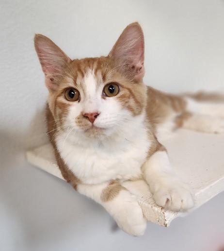 Kitten  Billy