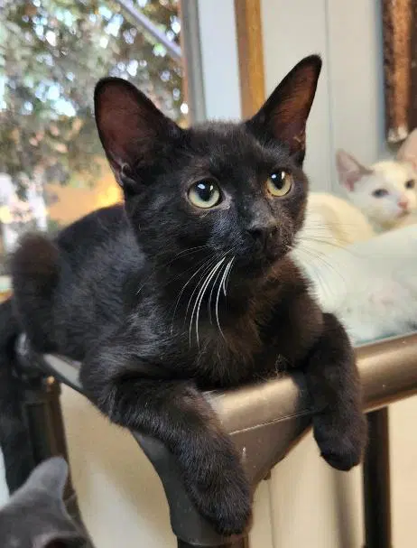 Kitten  Turbo image 3