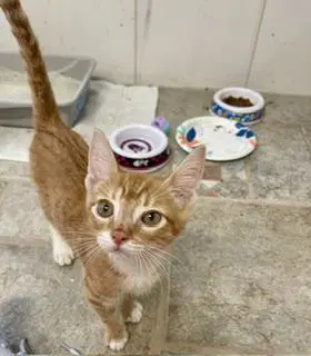 Tommy - Tabby