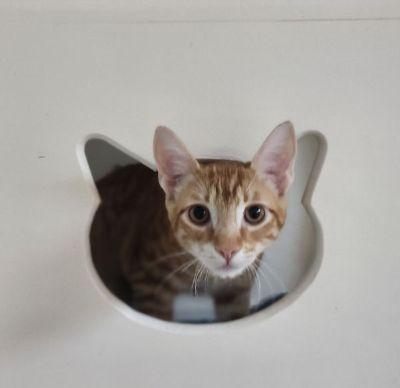 Kitten 28166 (Tommy), Tabby
