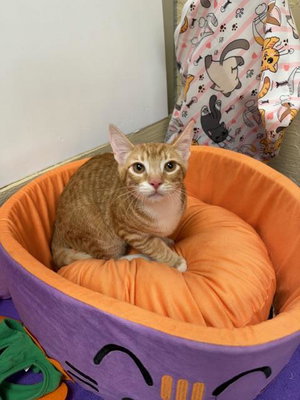 Kitten 28166, photo 3